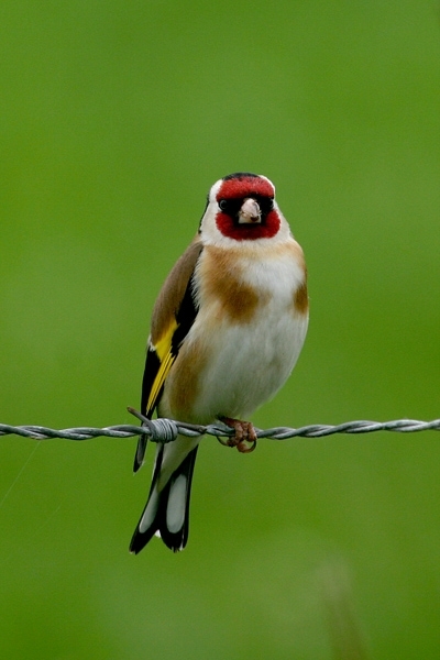 Putter%20man%2021-05-2007%20Deventer%20IJssel%20%20I%20foto%20Wim