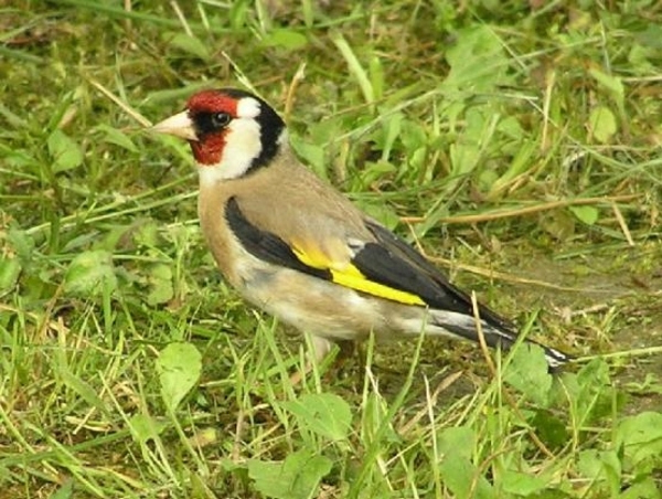 puttertje_250703a[1]