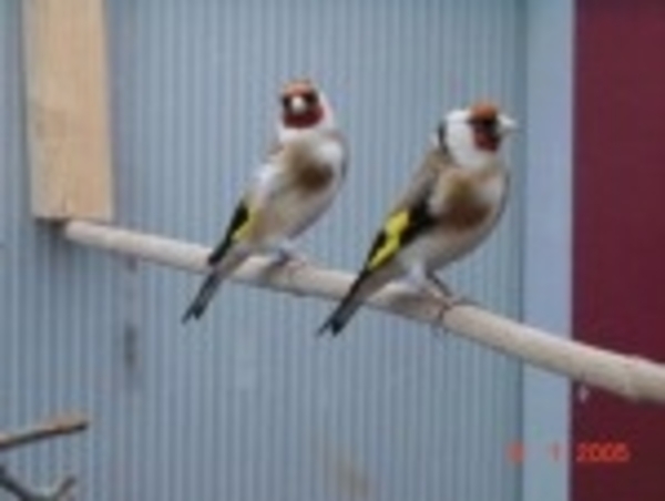 res_5000_putters486[1]