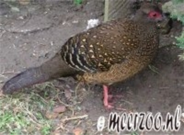 swinhoefazant2200[1]