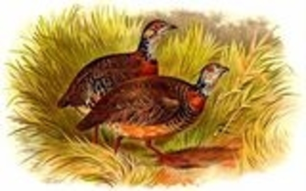 torqueole.a.poitrine.chataine.wifo.0p[1]