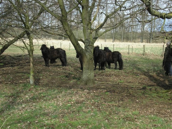 maar iewat schuwe dieren.
