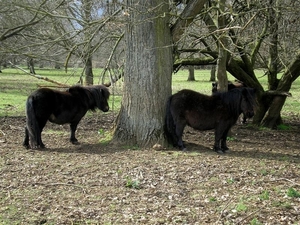 veiligheidsopstelling