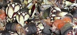 percebes