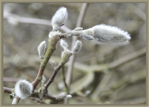 lente 011X