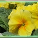 lente 290310 127X