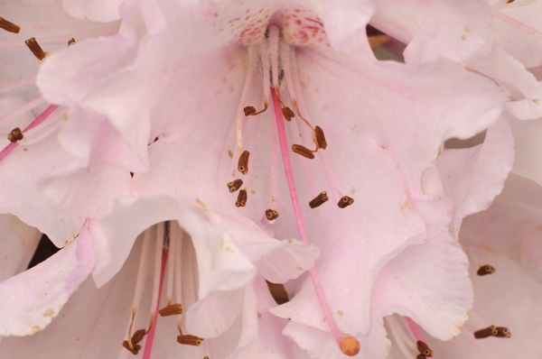 rododendrons