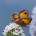 060