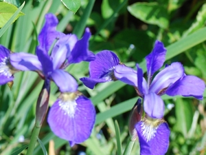 097