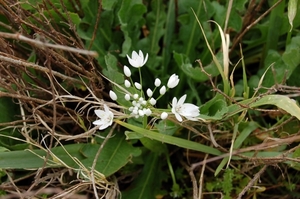 03Paphos - natuur  .jpg