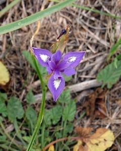 06Paphos - natuur  .jpg