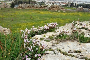 07Paphos - natuur  .jpg