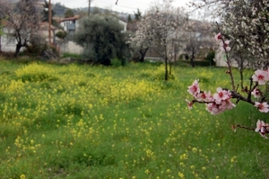 09Paphos - natuur  .jpg