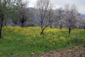 10Paphos - natuur  .jpg