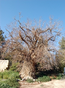 11Paphos - natuur  .jpg