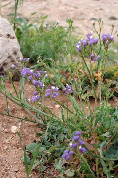 28Paphos - natuur  .jpg