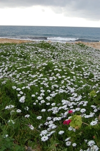 32Paphos - natuur  .jpg