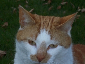 Milo, kader van de buren maar feitelijk onze kater...:)