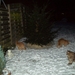 katjes in de sneeuw 7 1 09
