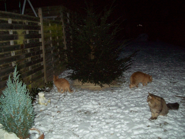 katjes in de sneeuw 7 1 09