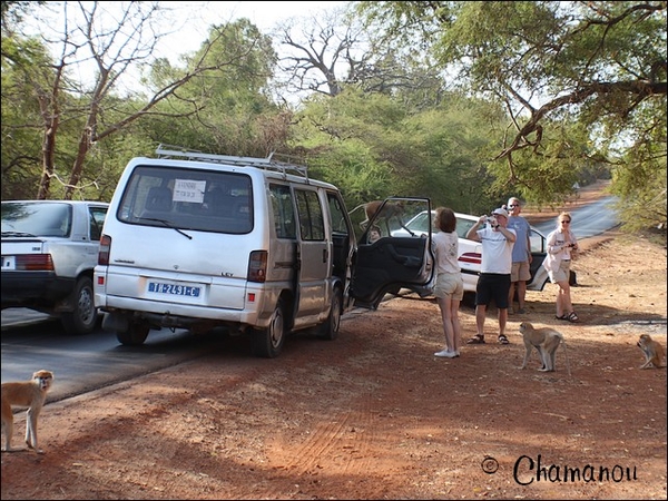 senegal - 004