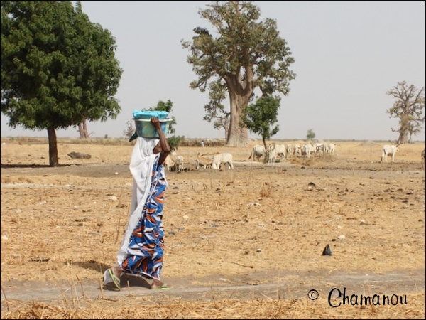 senegal - 021