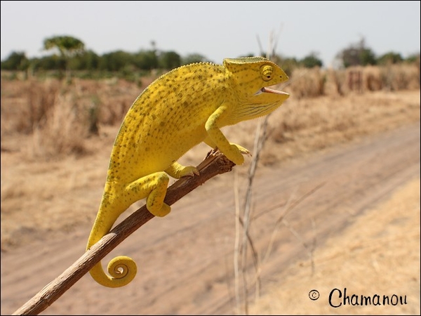 senegal - 030