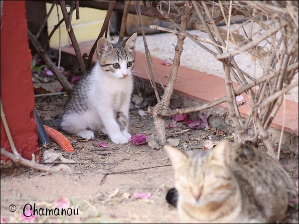 senegal - 031