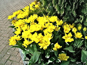 flowers op balkon