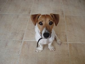Dax