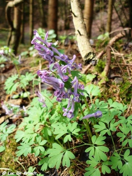 Ardennen Adeps wandeling Gozin Beauraing