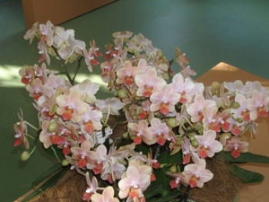 P1010007