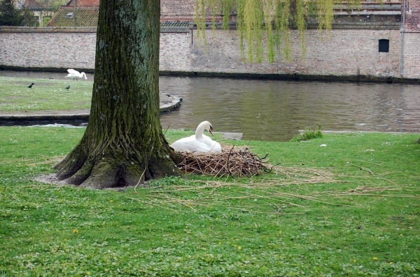 Brugge  19.04.2008  a271