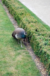 G28  Wallenstein garden