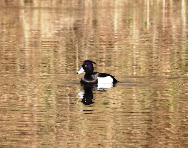 IMG_3775    KUIFEEND