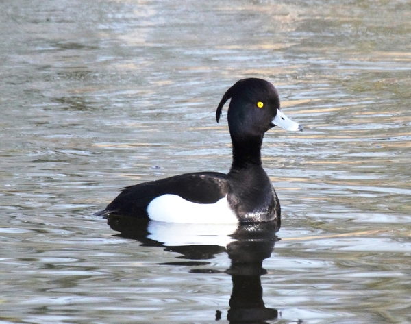 DPP_6533   Kuifeend  ♂