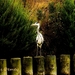 Reiger