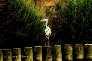 Reiger