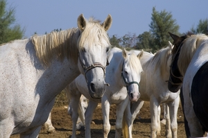 De Camargue