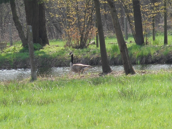 Grote Canadese gans