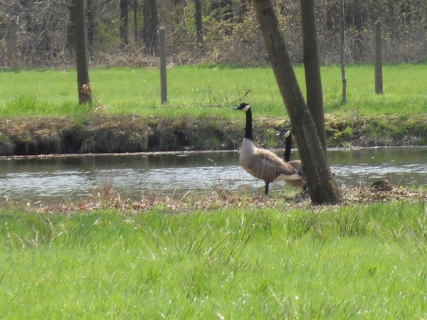 Grote Canadese gans