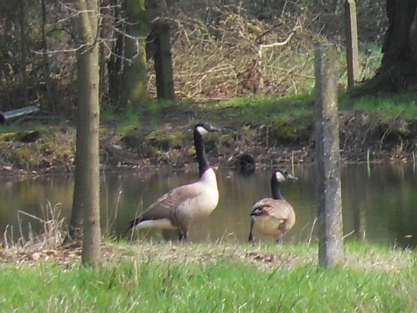 Grote Canadese gans