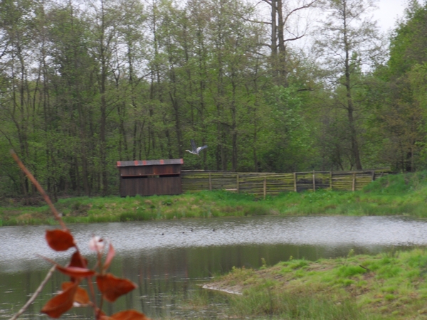 opvliegende reiger