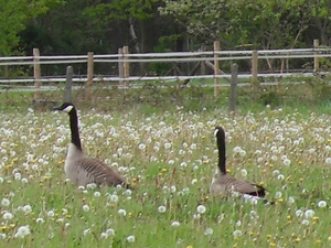 grote canadese gans