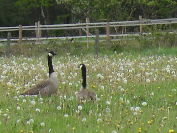 grote canadese gans