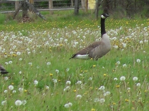 grote canadese gans