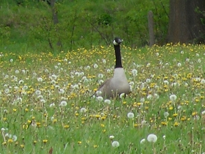 grote canadese gans