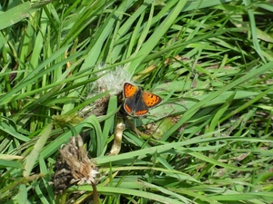 kleine vuurvlinder