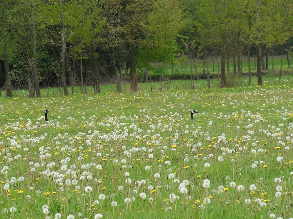 grote canadese gans