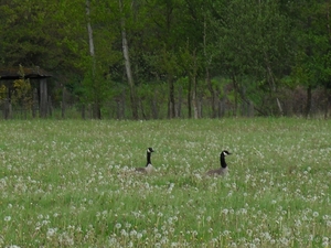 Grote Canadese gans